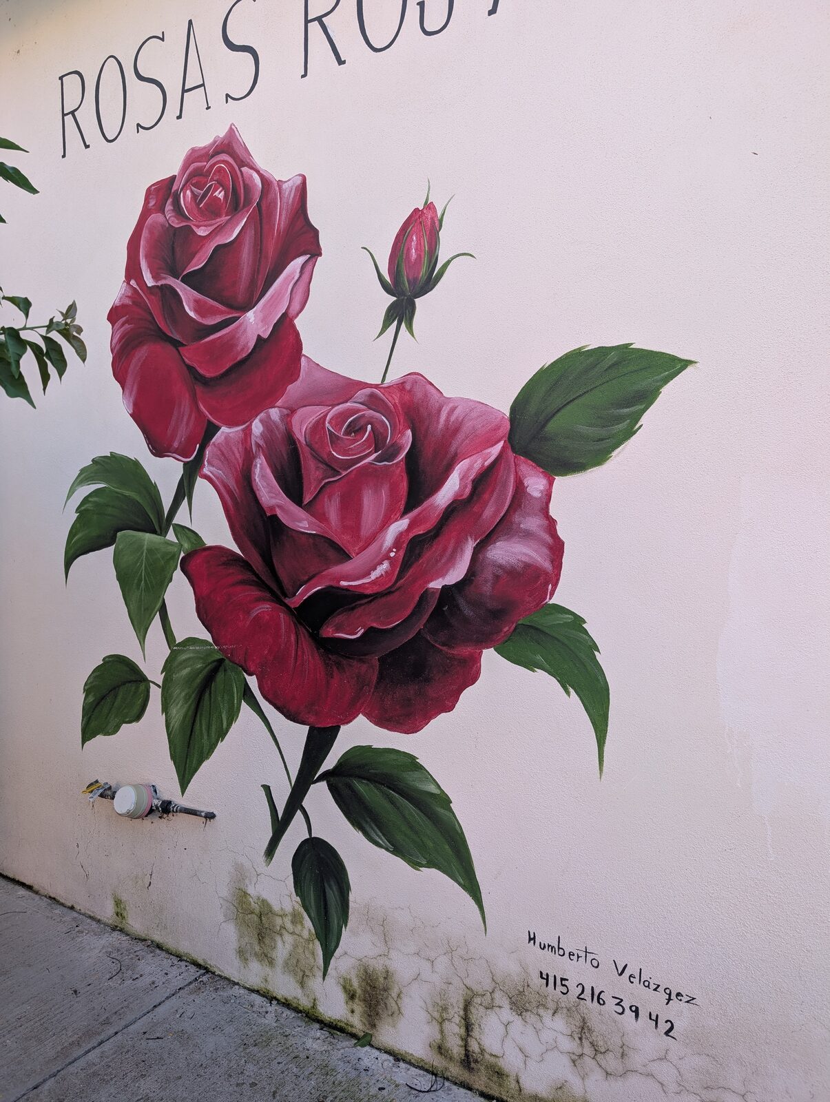 Two red roses
