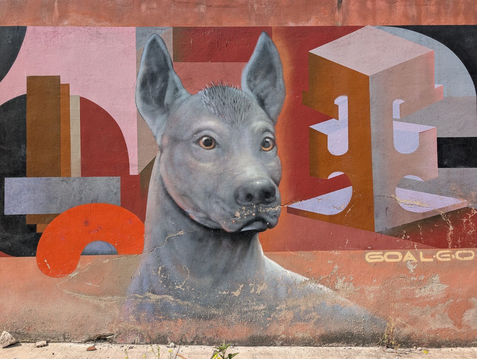 Xoloitzcuintle portrait