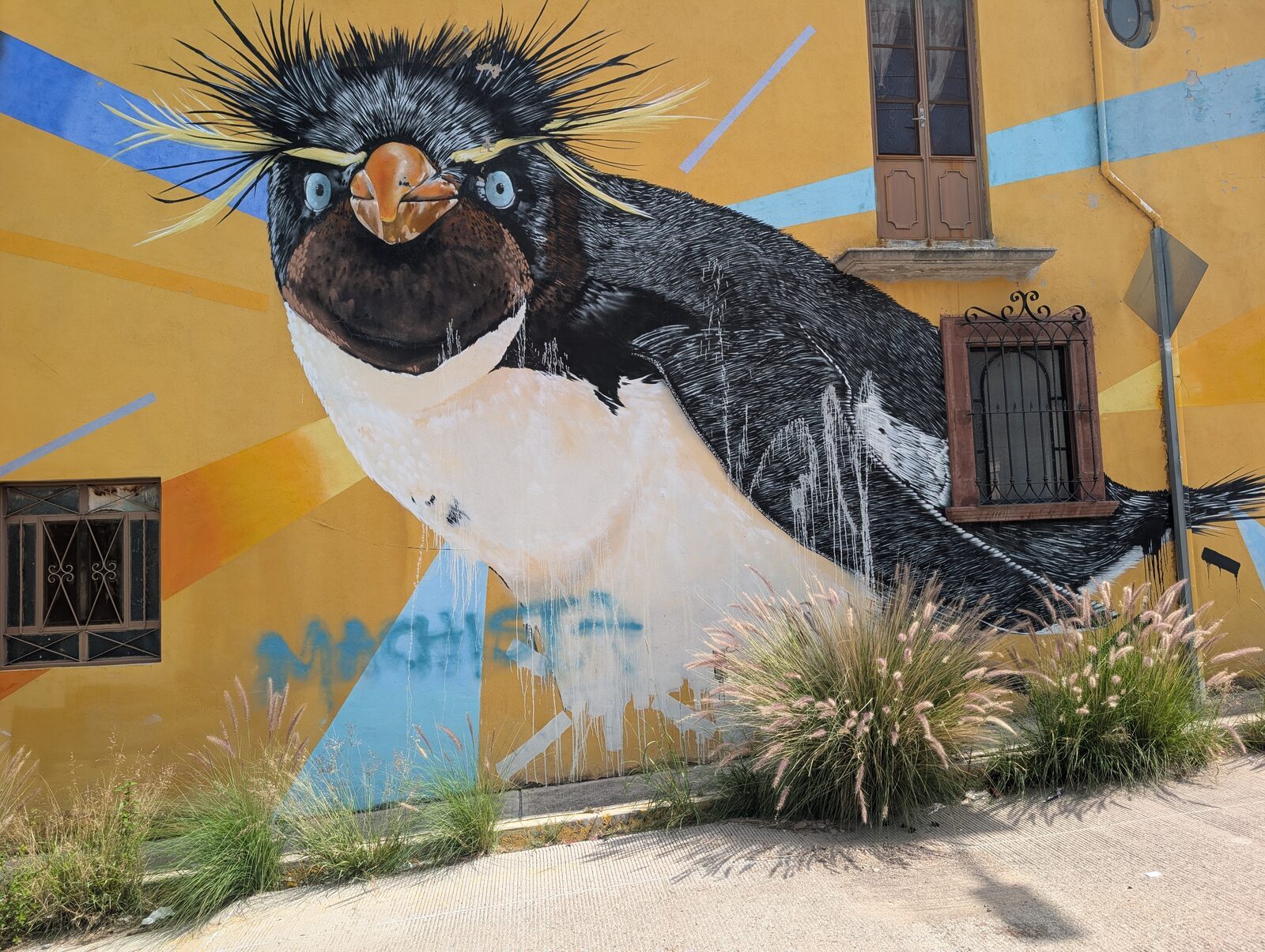 Rockhopper penguin