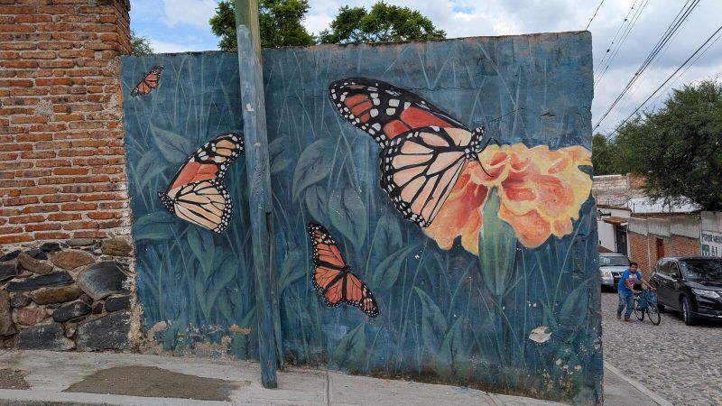 Monarchs and marigold