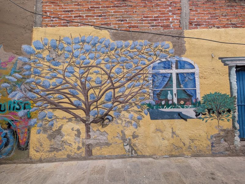 Jacaranda and window