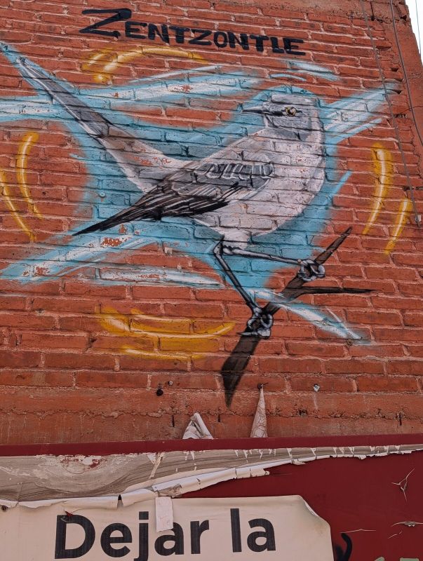 Zentzontle mockingbird