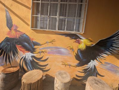 Fighting roosters