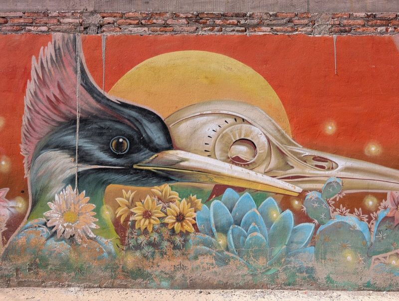 Woodpecker and its skull