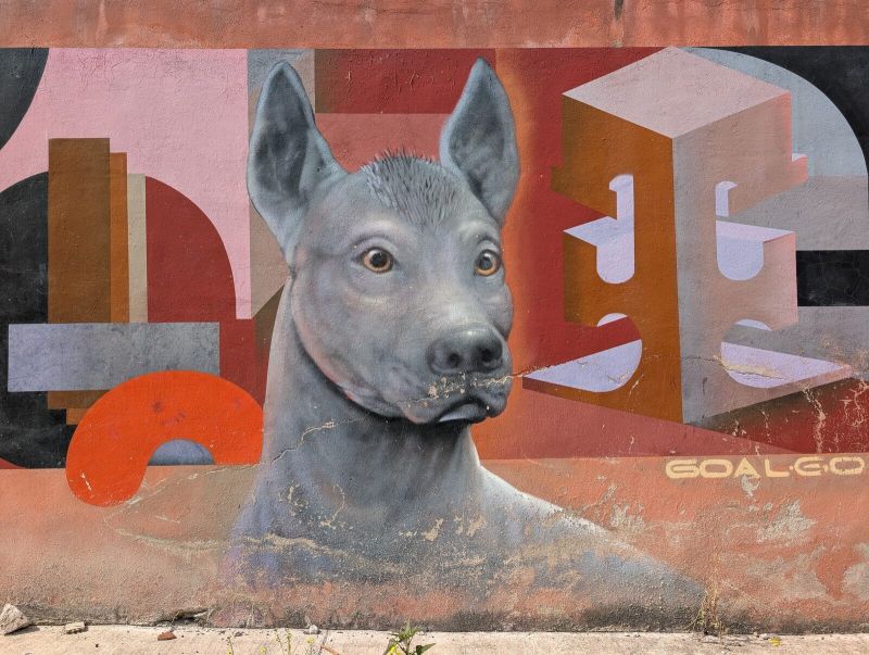 Xoloitzcuintle portrait