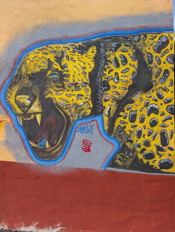 Roaring jaguar