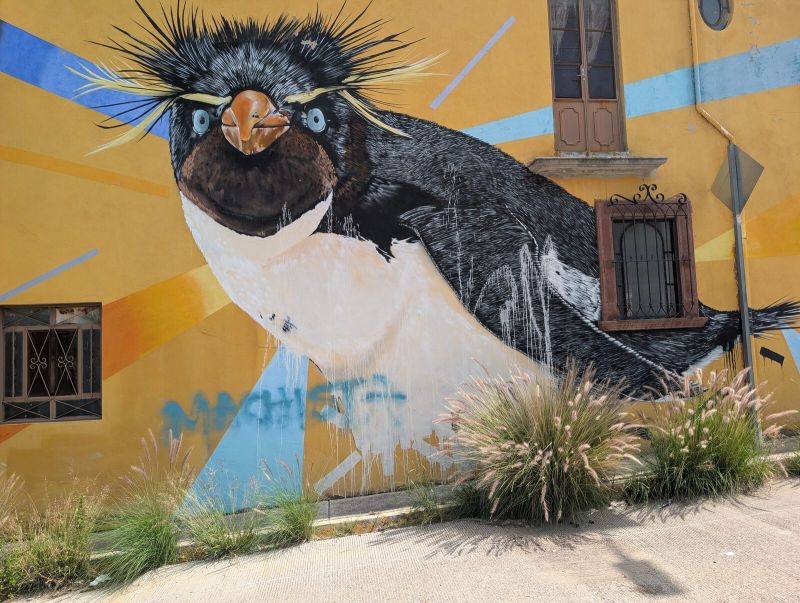 Rockhopper penguin