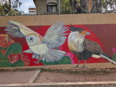 Barn owl and caracara