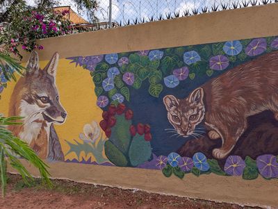 Gray fox and wild cat