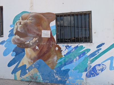 Snarling pit bull