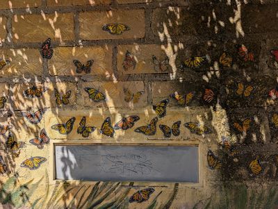 Monarch swarm