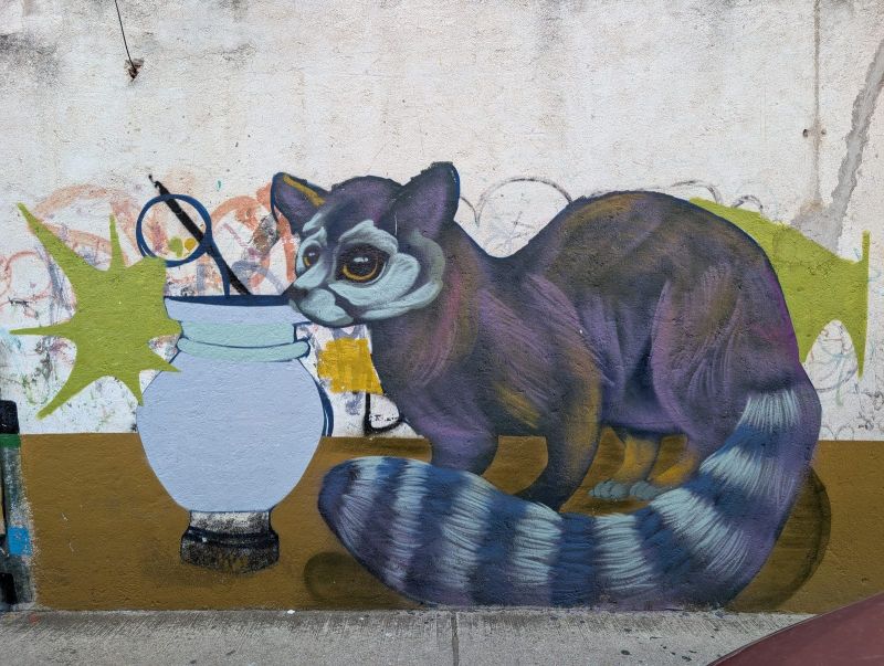 Ringtail with a pot