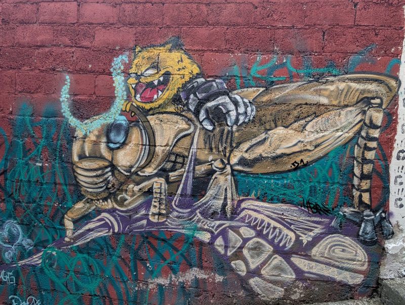 Cat-headed insect