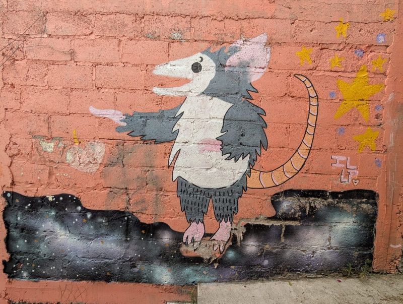 Opossum under stars