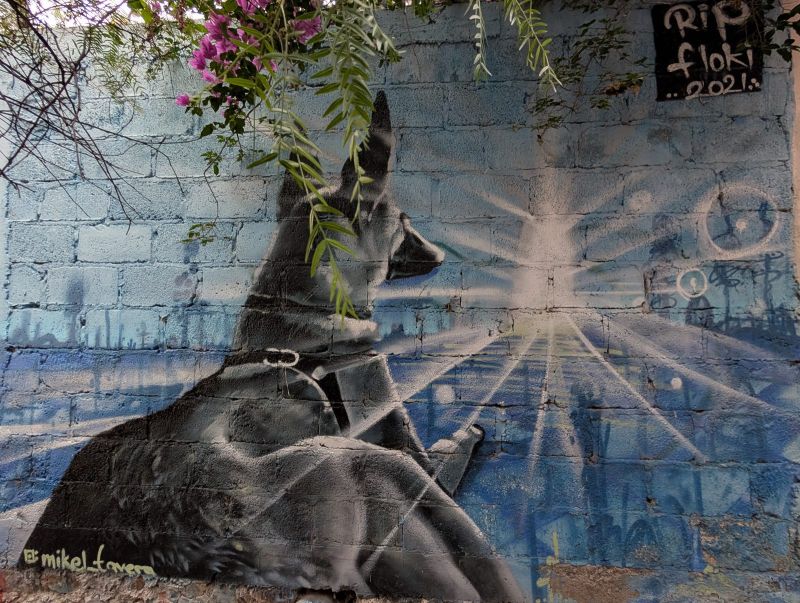 Dog gazing at the light