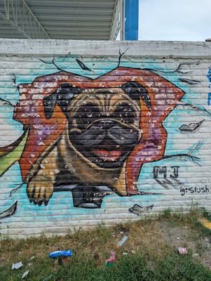 Pug breaking through the wall