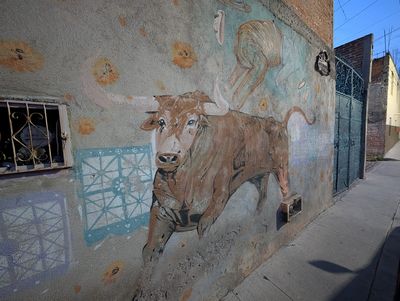 Brahman bull